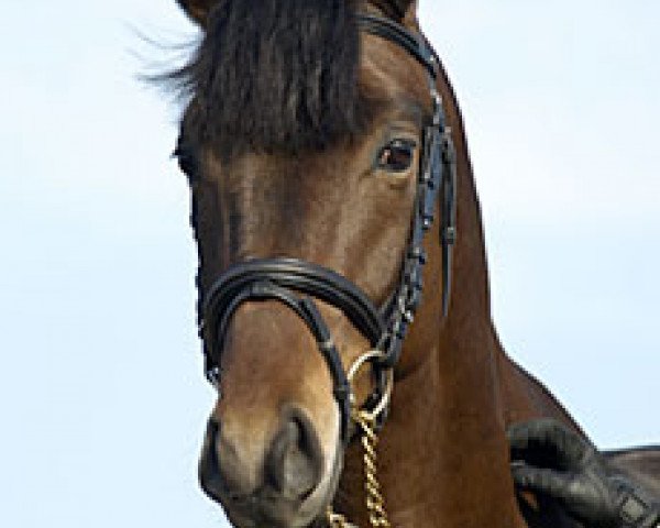 Deckhengst EG Goodwin (Schwedisches Reitpony, 2004, von Verona's Gerswin)