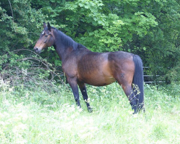 broodmare Greta (Hanoverian, 1993, from Graf Grannus)