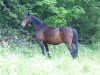 broodmare Greta (Hanoverian, 1993, from Graf Grannus)