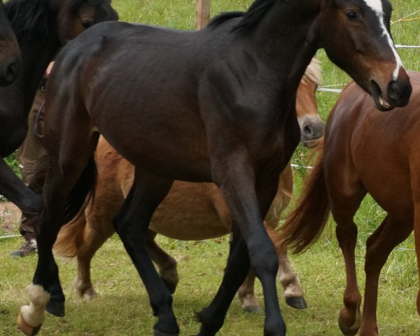 horse Gonzalez (Hanoverian, 2012, from Granturo)
