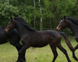 jumper Valencia (Hannoveraner, 2013, from Viscount 22)