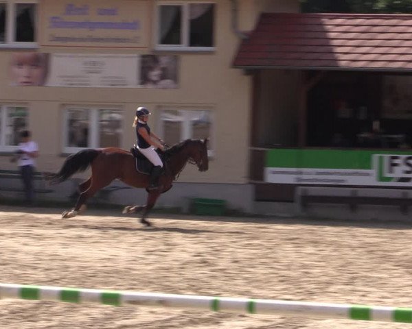 Reitturnier Lgl.-Oberhain, B95 2021
