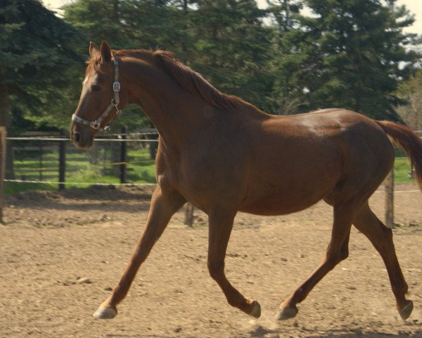 broodmare Crazy Girl (Hanoverian, 1997, from Carbid 3)