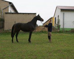 horse Abraxa (Hannoveraner, 2007, from Abke 4)