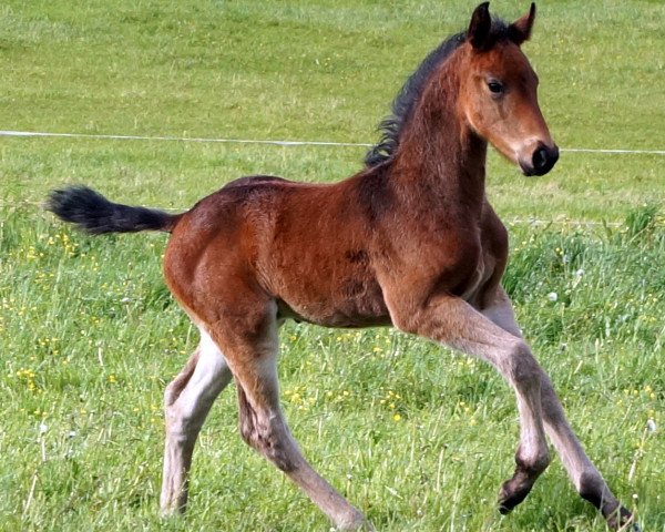 dressage horse Amadeus 1044 (Hanoverian, 2014, from Asti Spumante 7)