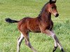 dressage horse Amadeus 1044 (Hanoverian, 2014, from Asti Spumante 7)