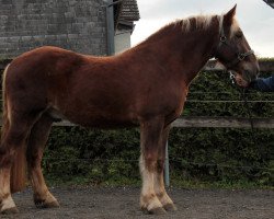 dressage horse Willi (Black Forest Horse, 2012)