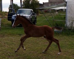 jumper Leimbach (Hanoverian, 2014, from Laurent)