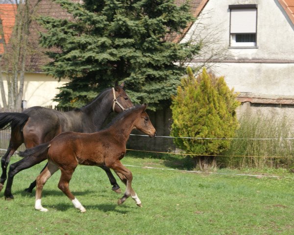 jumper Gran Sasso (Hanoverian, 2013, from Grey Top)