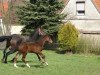 jumper Gran Sasso (Hanoverian, 2013, from Grey Top)