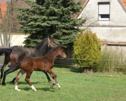 Springpferd Gran Sasso (Hannoveraner, 2013, von Grey Top)