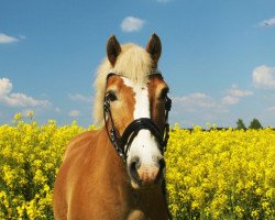 Pferd Moritz (Haflinger, 1995, von Midas-Hanja)