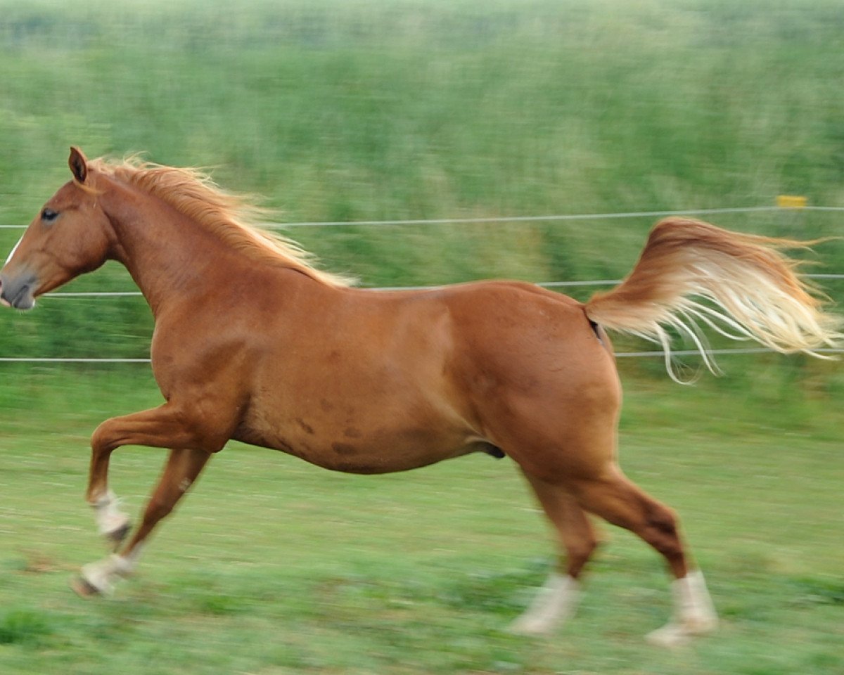 Pferd Bops Turbo Sleeper (Appaloosa, 2012, von Mr Strudel Bop)