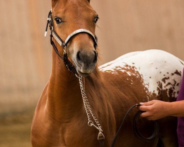 Deckhengst Splash Me Bop (Appaloosa, 2014, von Mr Strudel Bop)