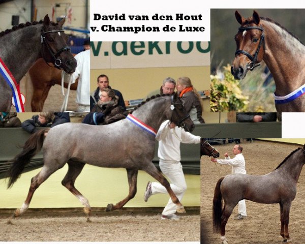 Deckhengst David van den Hout (Nederlands Welsh Ridepony, 2006, von FS Champion de Luxe)