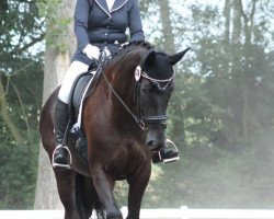 dressage horse Dark Pearl E (Hanoverian, 2009, from Don Frederico)