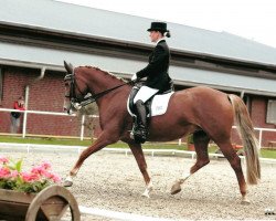 dressage horse Chrystal Night (German Riding Pony, 2003, from Cocky Man)