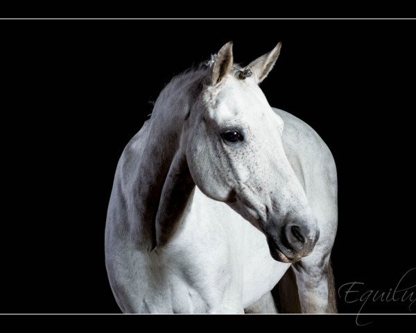 horse Heideparks Rebell (German Riding Pony, 1998, from Heideparks Roeland)