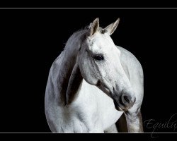 Pferd Heideparks Rebell (Deutsches Reitpony, 1998, von Heideparks Roeland)