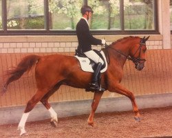 dressage horse Big Show (Oldenburg, 2009, from Borowski)