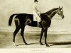 stallion Touchstone xx (Thoroughbred, 1831, from Camel xx)