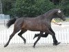 broodmare Queensberry 12 (Hanoverian, 2007, from Quality 9)