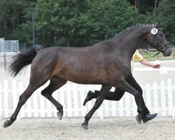 broodmare Queensberry 12 (Hanoverian, 2007, from Quality 9)