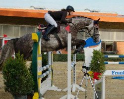 Springpferd Champ de Coeur (Oldenburger Springpferd, 2009, von Coupe de Coeur 2)