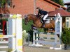 jumper Playtime 4 (Hanoverian, 2009, from Perigueux)