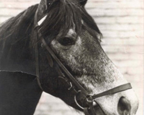 Zuchtstute Lambay Lady (Connemara-Pony, 1965, von Clonjoy)
