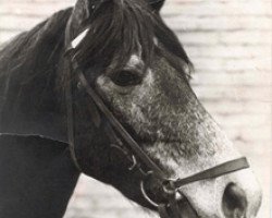 broodmare Lambay Lady (Connemara Pony, 1965, from Clonjoy)