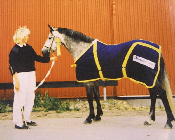 broodmare Brolötens Chanel (Connemara Pony, 1983, from Finney Master)