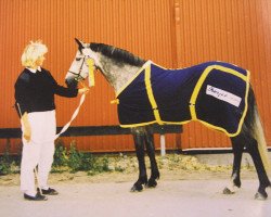 Zuchtstute Brolötens Chanel (Connemara-Pony, 1983, von Finney Master)