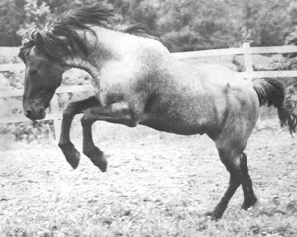 Deckhengst Lambay Inver (Connemara-Pony, 1963, von Camlin Cicada)