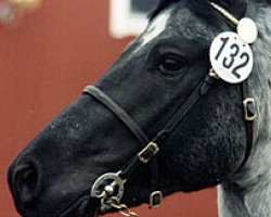 Deckhengst Brolötens Grafit (Connemara-Pony, 1988, von Lambay Inver)