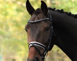 jumper Diamond de Luxe (Hanoverian, 2017, from Diacontinus)