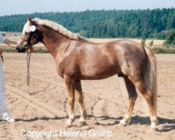 stallion Jolly Roger (New Forest Pony, 1988, from Lawell)