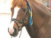 stallion Fredriksbergs Chopin (New Forest Pony, 1983, from Smedhults Cavat)