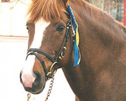 stallion Fredriksbergs Chopin (New Forest Pony, 1983, from Smedhults Cavat)