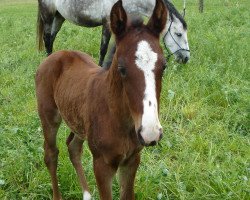 Pferd Skyfull stars (Deutsches Reitpferd, 2014, von Gettin Jiggy)