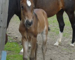 Pferd Jiggy´s Dakota (Quarter Horse, 2014, von Gettin Jiggy)