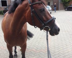 jumper Donna Bonita 9 (German Riding Pony, 2006, from Doodoo)