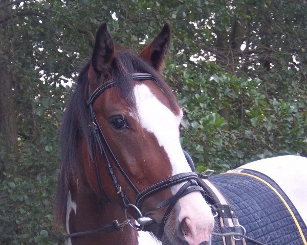 horse Malle (Tinker-Mix / Pinto Tinker / Crossbreed, 2011)