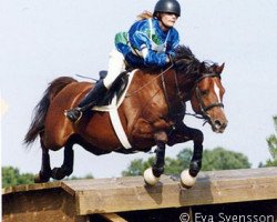 horse Orchis Fragans (Swedish Riding Pony, 1995, from Ekelunds Nalle)