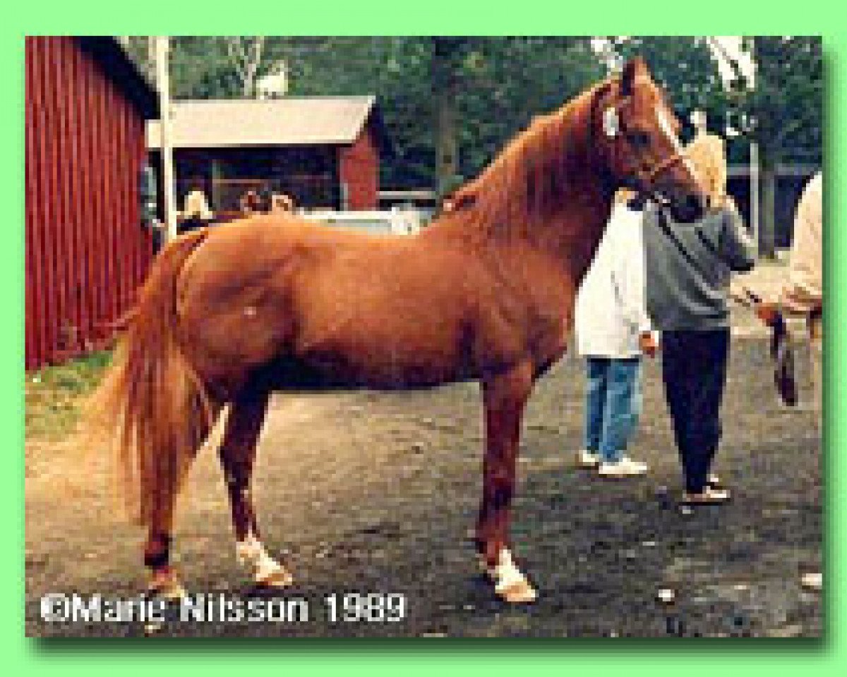 stallion Surprise (Welsh-Pony (Section B), 1966, from Bryniau Envoy)