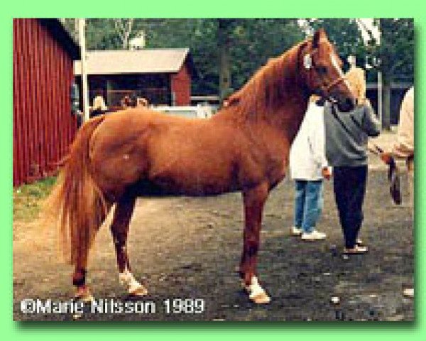 stallion Surprise (Welsh-Pony (Section B), 1966, from Bryniau Envoy)