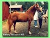 Deckhengst Surprise (Welsh Pony (Sek.B), 1966, von Bryniau Envoy)
