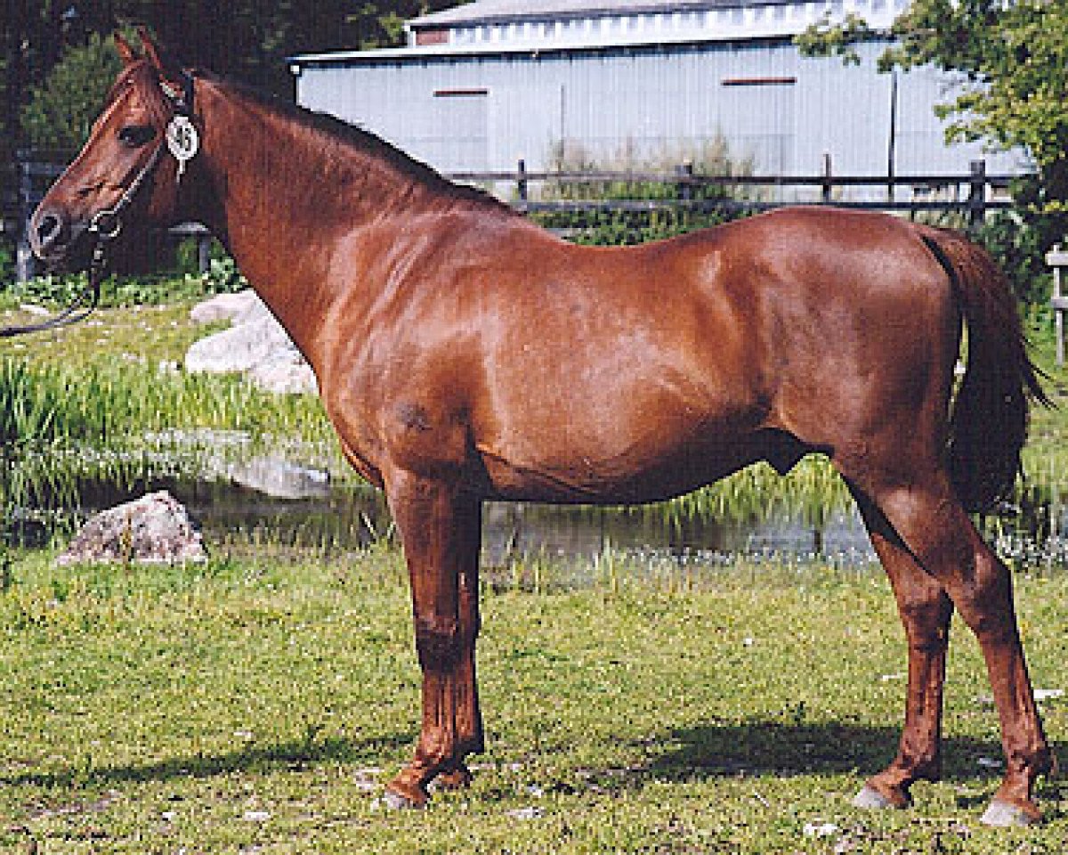 Deckhengst Ekelunds Nalle (Welsh Pony (Sek.B), 1983, von Cawdor Hywel)