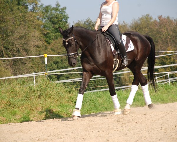 dressage horse Senator (Westphalian, 2009, from Sorento OLD)