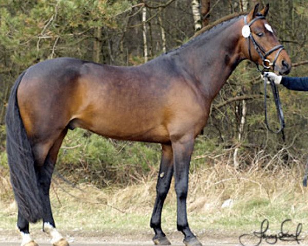 stallion Masterpiece (Swedish Riding Pony, 2004, from Vermont)